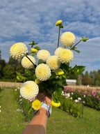 Small World dahlia tuber