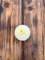 Solo dahlia flower, another view of the bloom