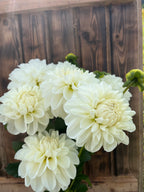 Solo dahlia bloom, alternate view