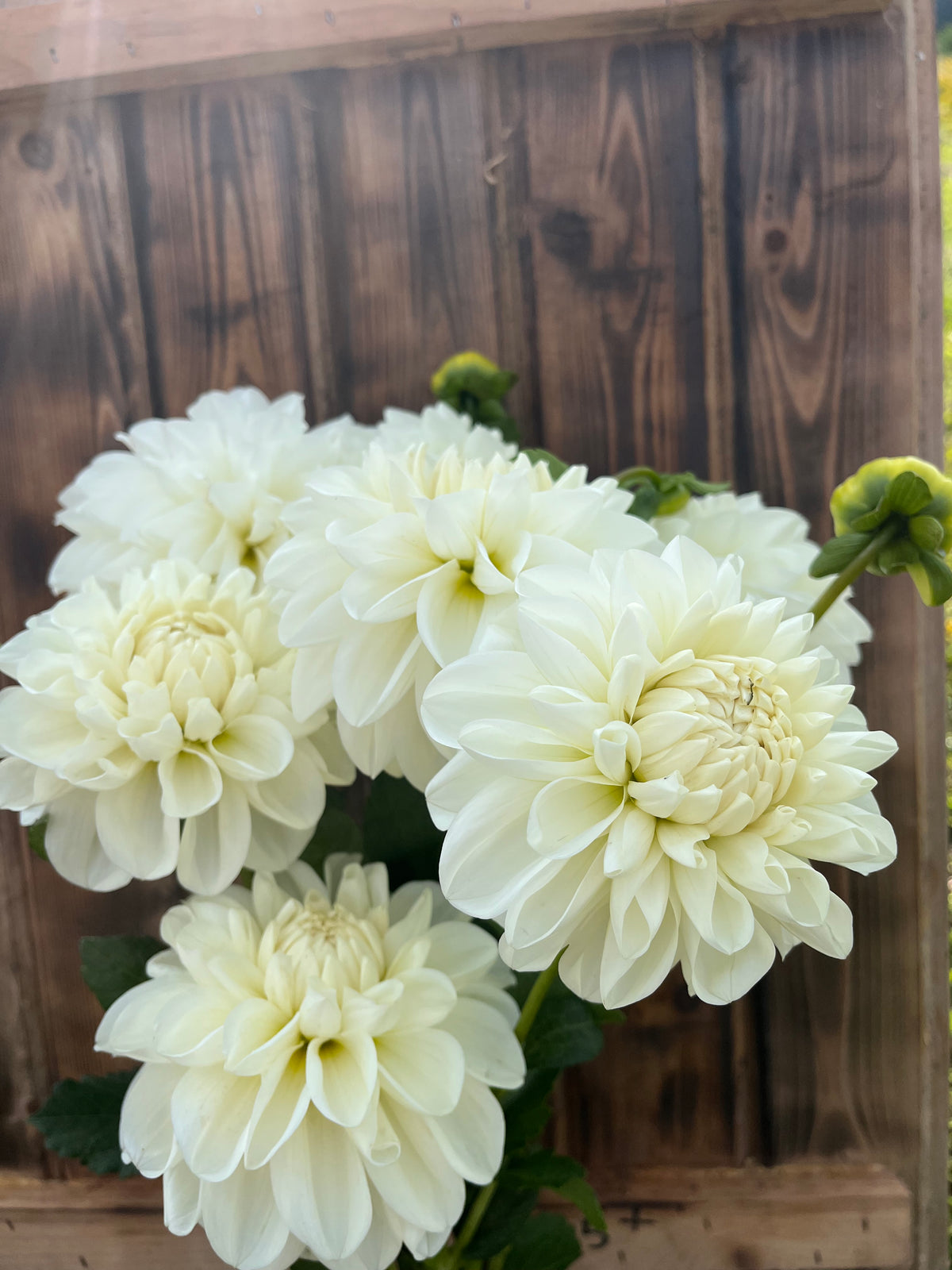 Solo dahlia bloom, alternate view