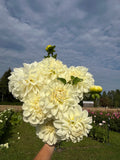 Solo dahlia tuber
