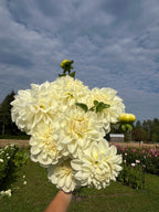 Solo dahlia tuber