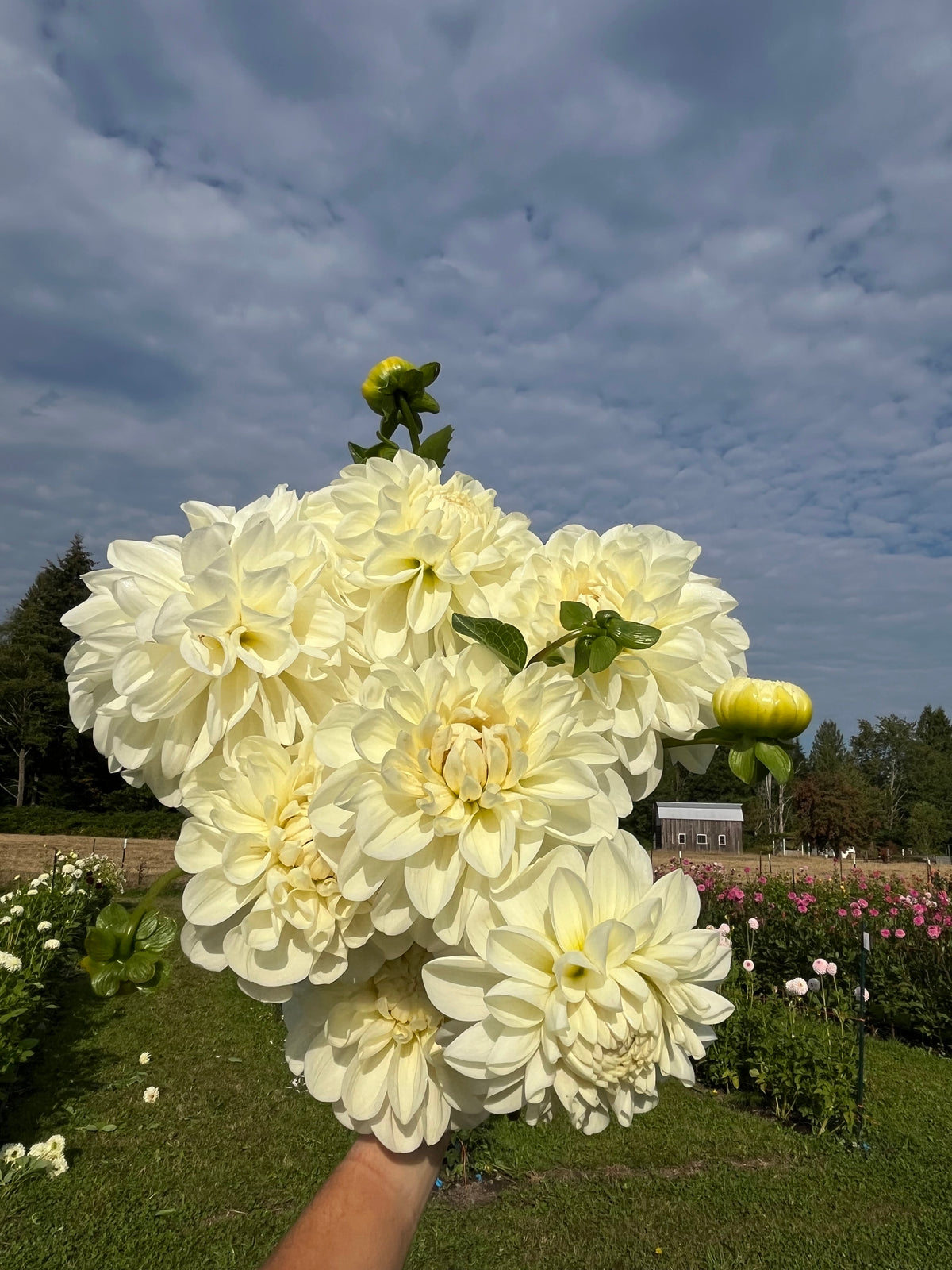 Solo dahlia tuber