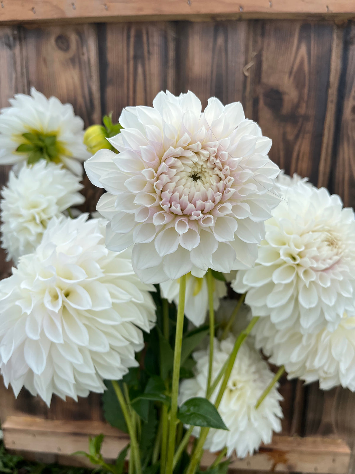 KA's™ Bella Luna dahlia, cluster of large white dahlia flowers with soft pink centers and green stems