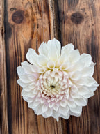 KA's™ Bella Luna dahlia flower, another view of the bloom