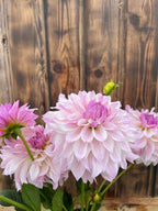Bloomquist Compare dahlia bloom, alternate view
