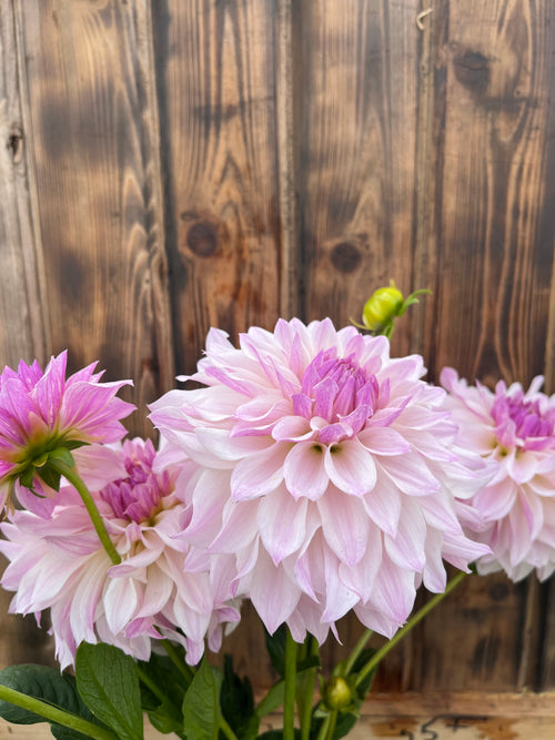 Bloomquist Compare dahlia bloom, alternate view