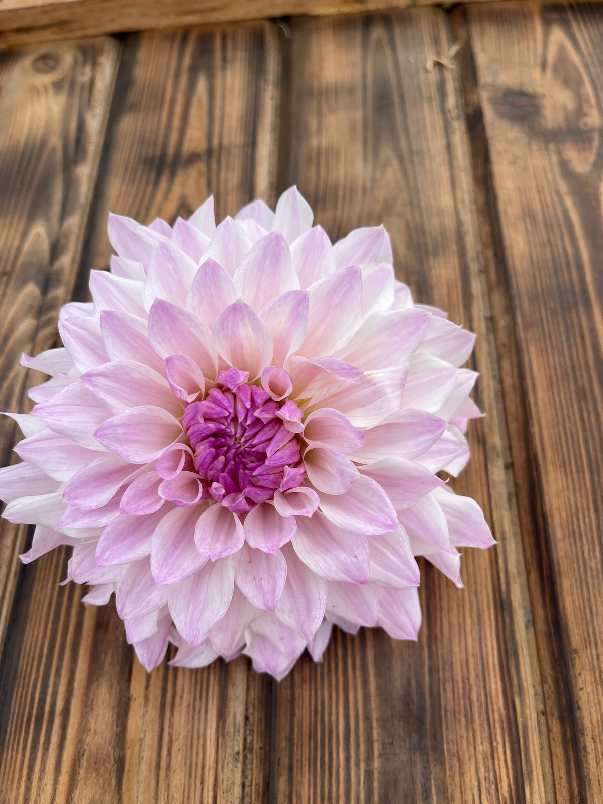 Bloomquist Compare dahlia flower, another view of the bloom