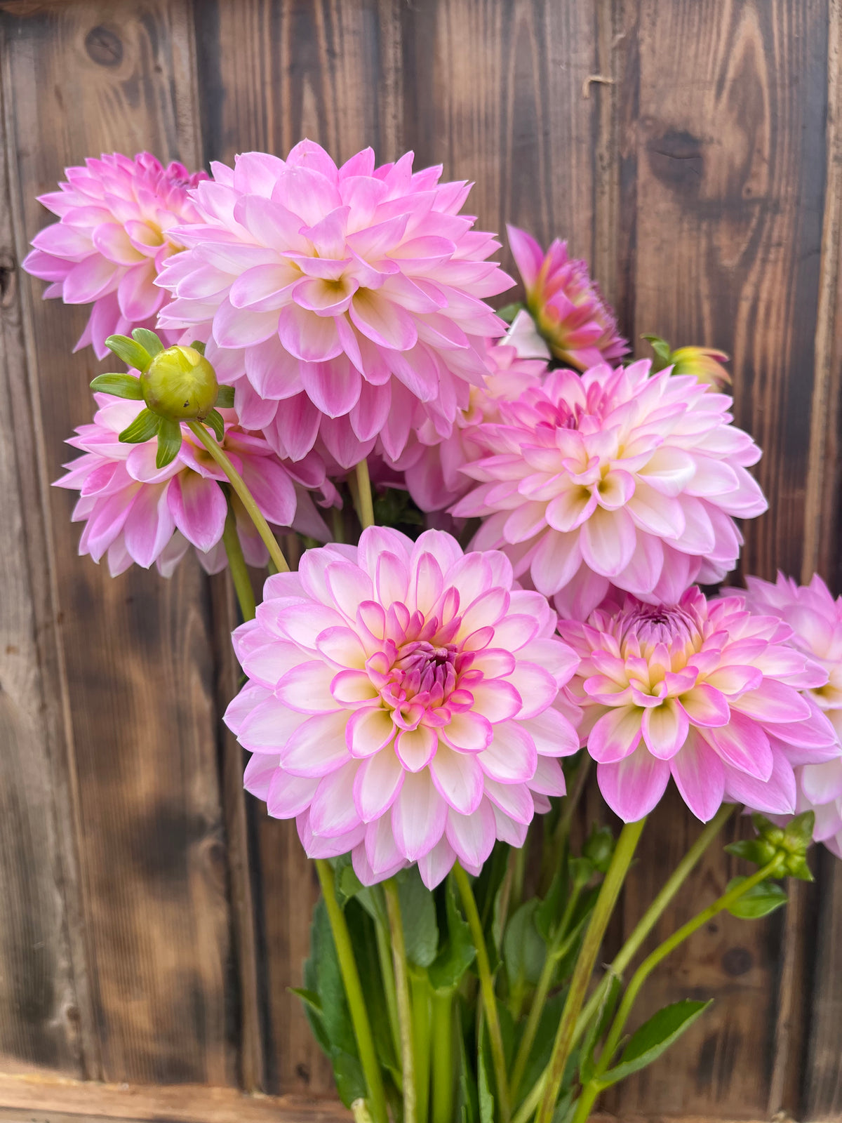 Arbatax dahlia bloom, alternate view