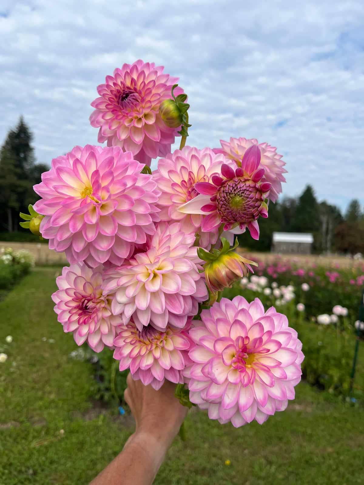 Arbatax dahlia tuber