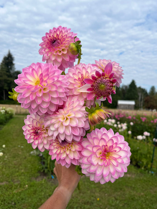 Arbatax dahlia tuber