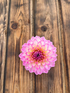 Arbatax dahlia flower, another view of the bloom