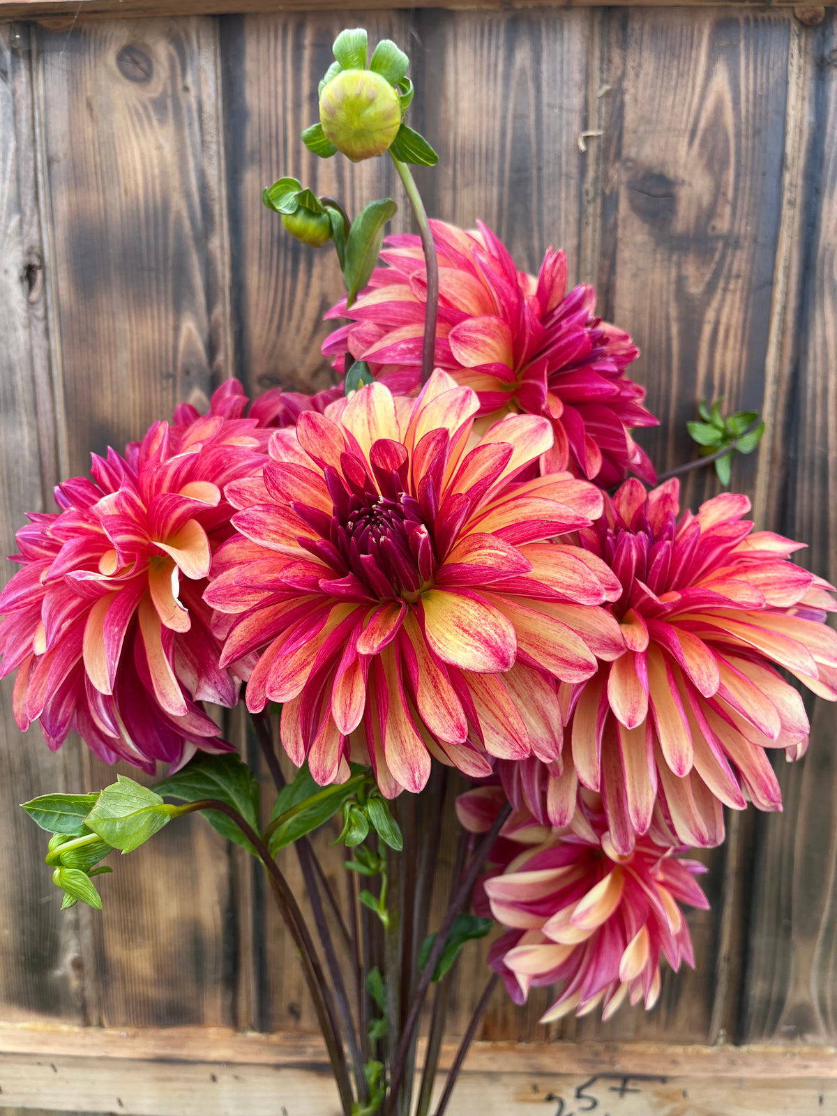 Gitts Crazy dahlia bloom, alternate view