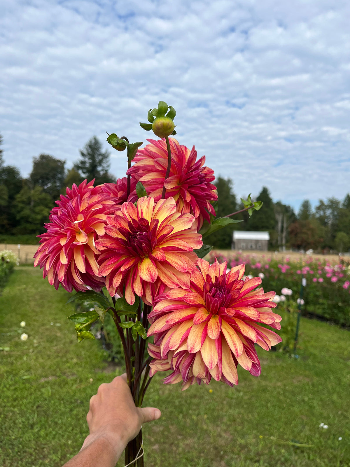 Gitts Crazy dahlia tuber