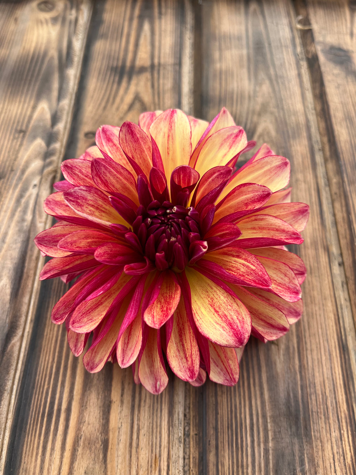 Gitts Crazy dahlia flower, another view of the bloom