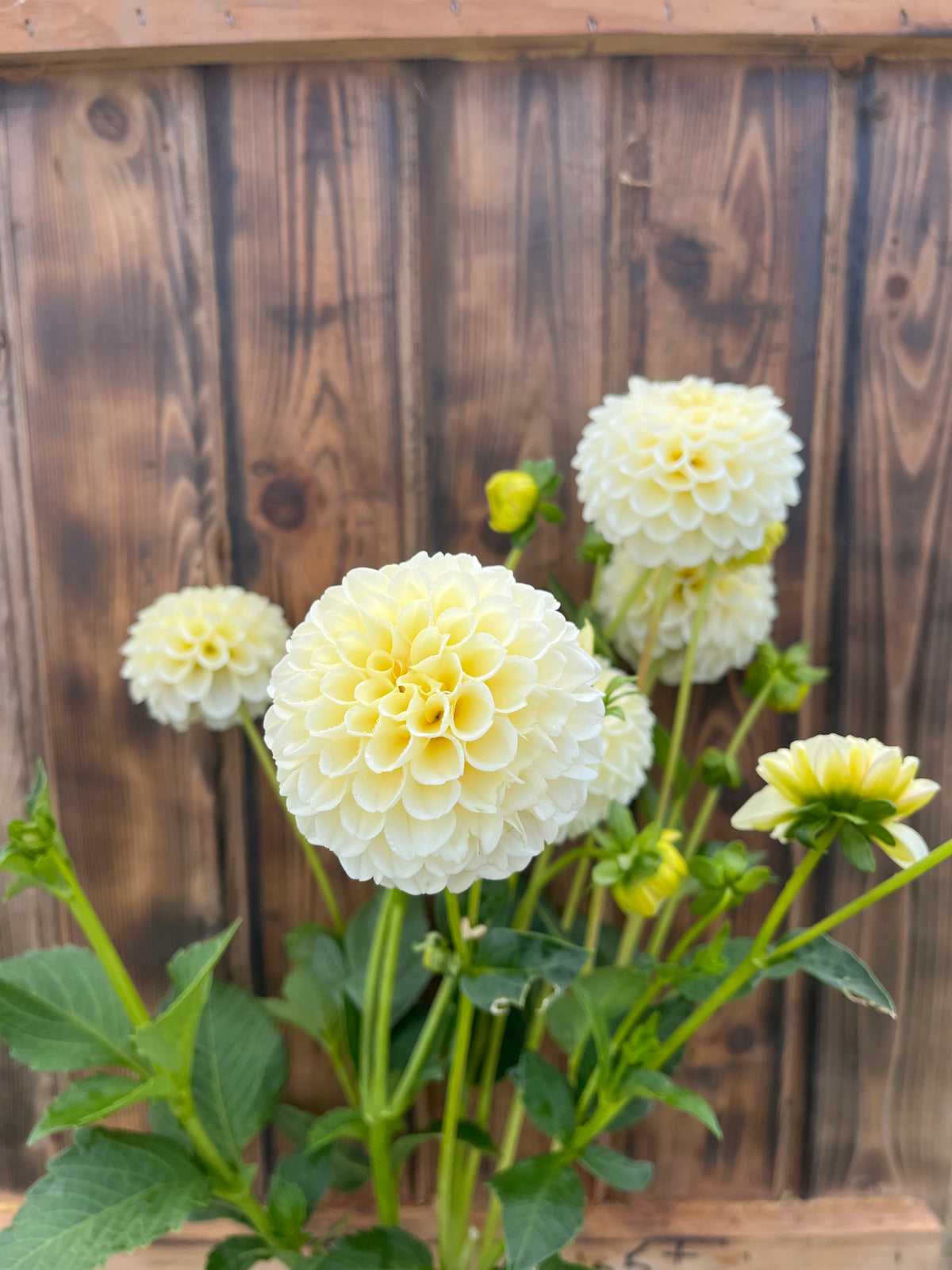 Creamy dahlia bloom, alternate view