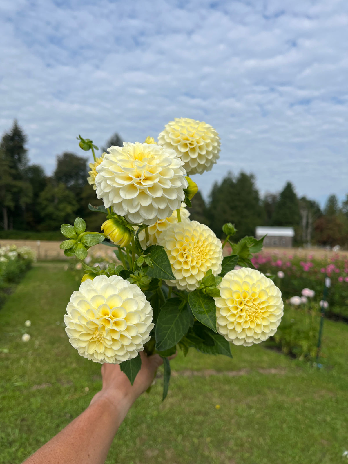 Creamy dahlia tuber