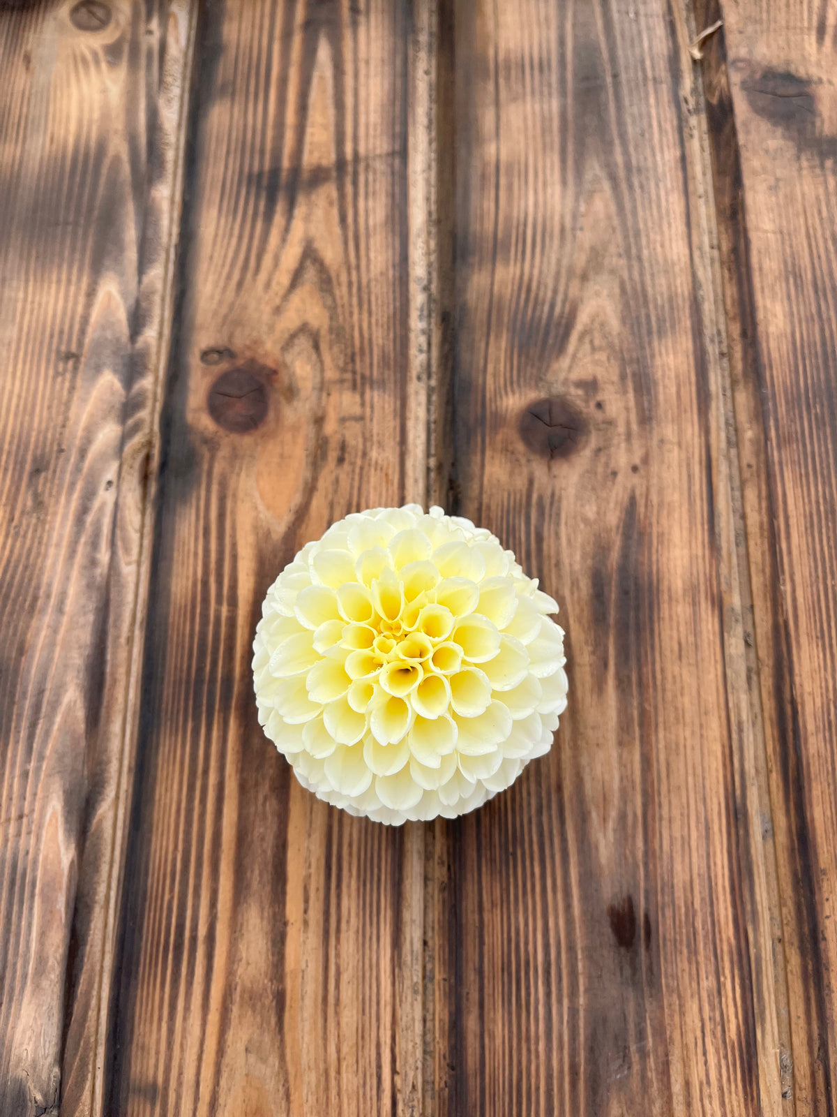 Creamy dahlia flower, another view of the bloom