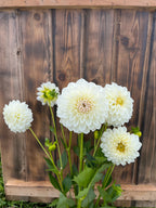 Brookside Snowball dahlia, white dahlia flowers with green stems and leaves growing