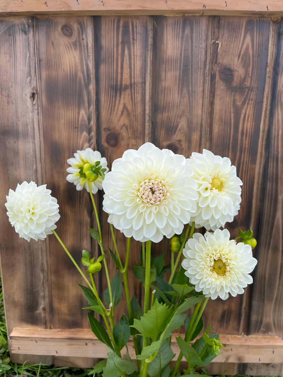 Brookside Snowball dahlia, white dahlia flowers with green stems and leaves growing