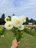 Brookside Snowball dahlia tuber