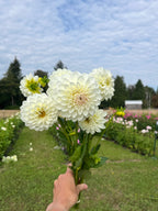 Brookside Snowball dahlia tuber