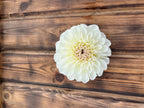 Brookside Snowball dahlia flower, another view of the bloom