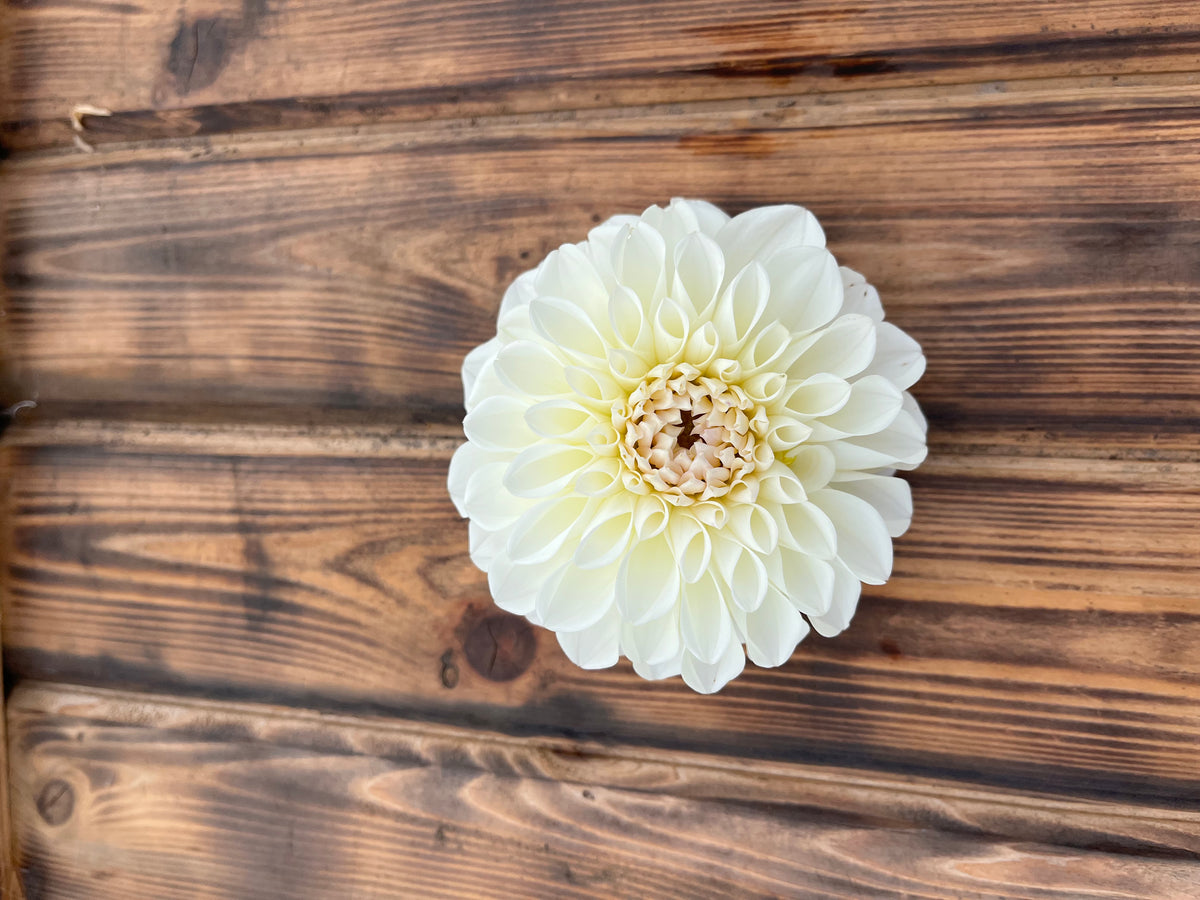 Brookside Snowball dahlia flower, another view of the bloom