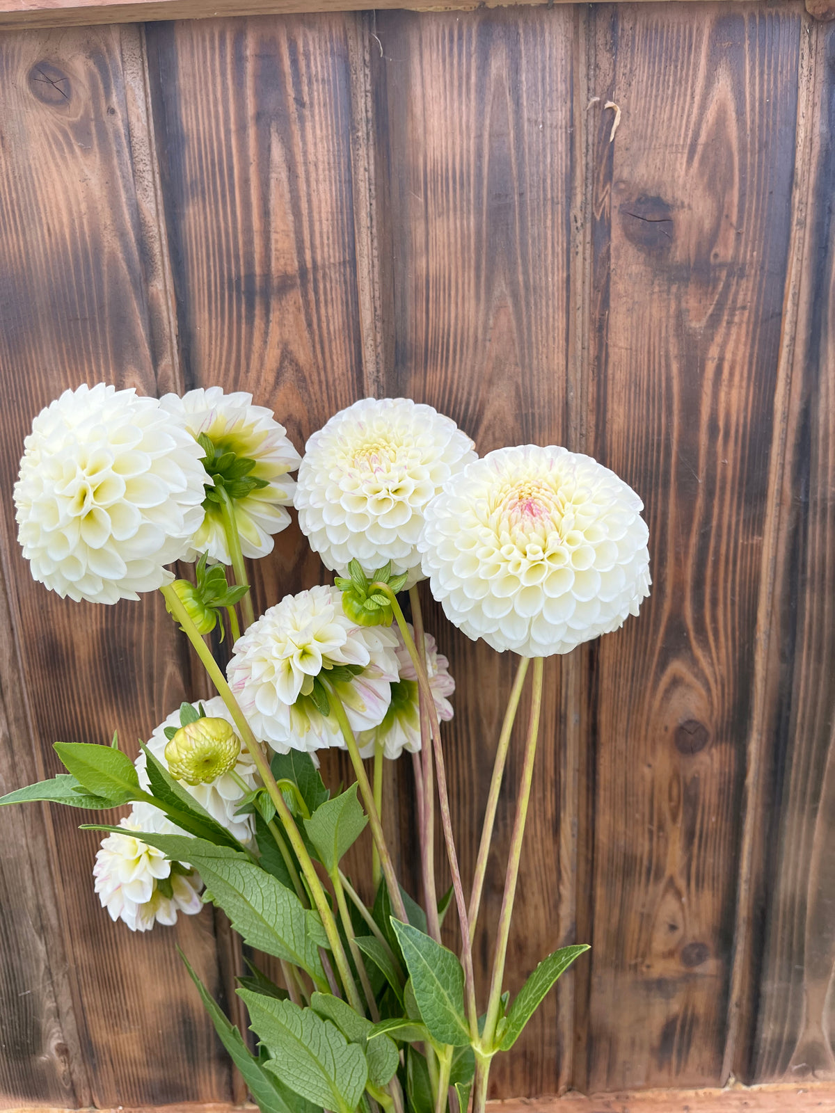 20th Ave Tradition dahlia, bouquet of white dahlia flowers with green stems and leaves
