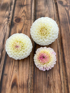20th Ave Tradition dahlia flower, another view of the bloom