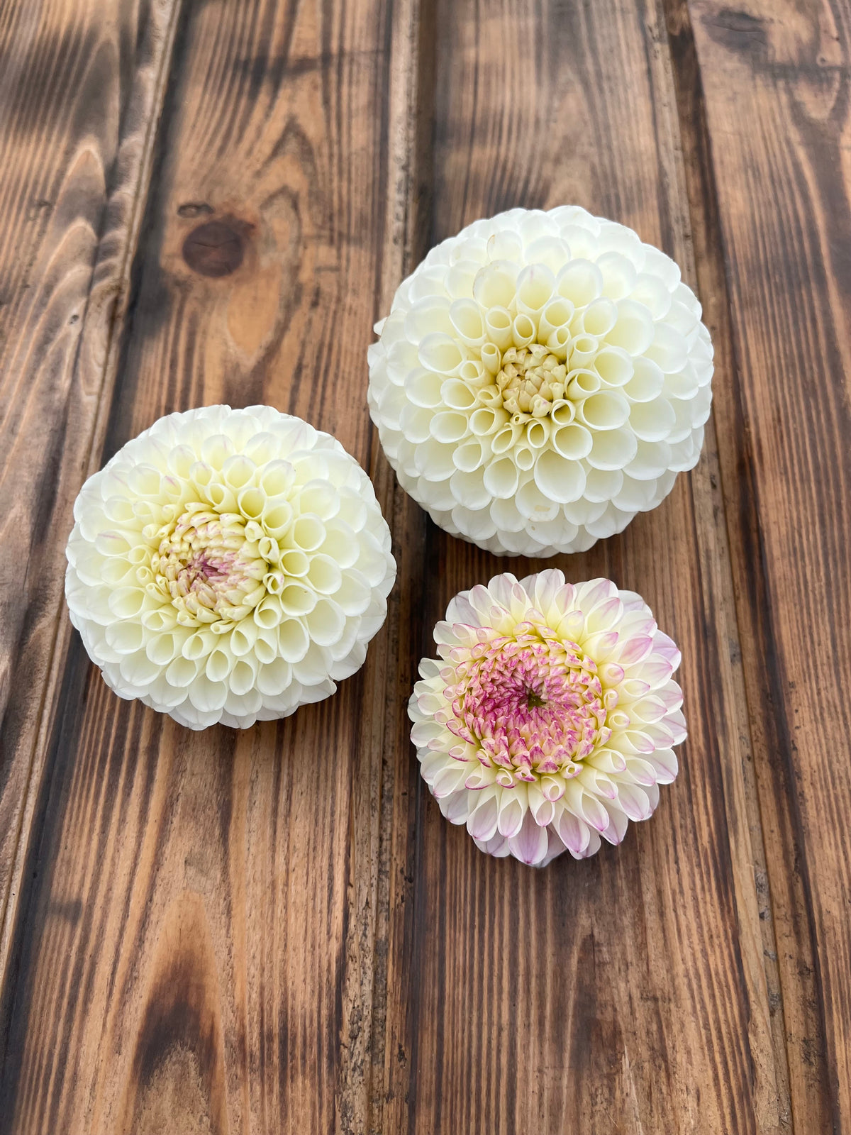 20th Ave Tradition dahlia flower, another view of the bloom