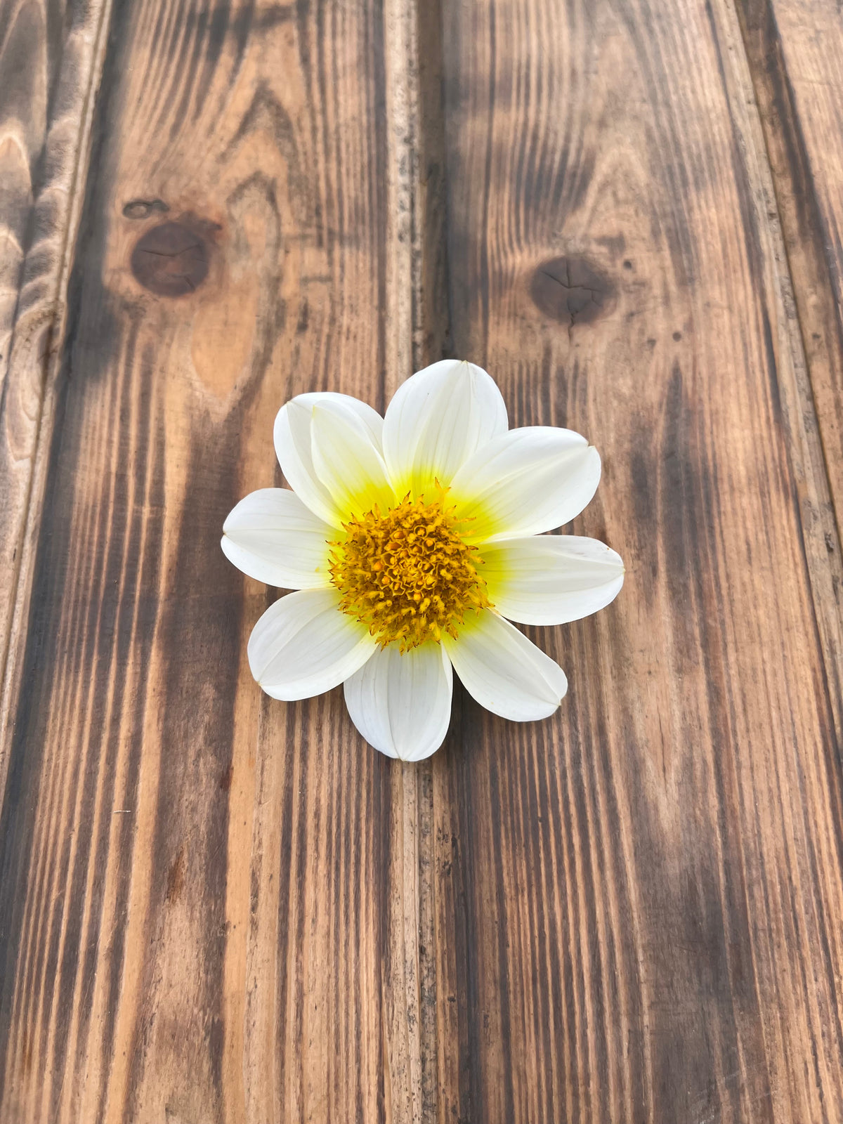 Bloomquist Neat dahlia flower, another view of the bloom