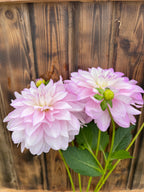 Mikayla Miranda dahlia bloom, alternate view