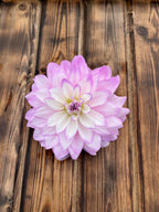 Mikayla Miranda dahlia flower, another view of the bloom