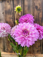 Clearview Debby dahlia bloom, alternate view