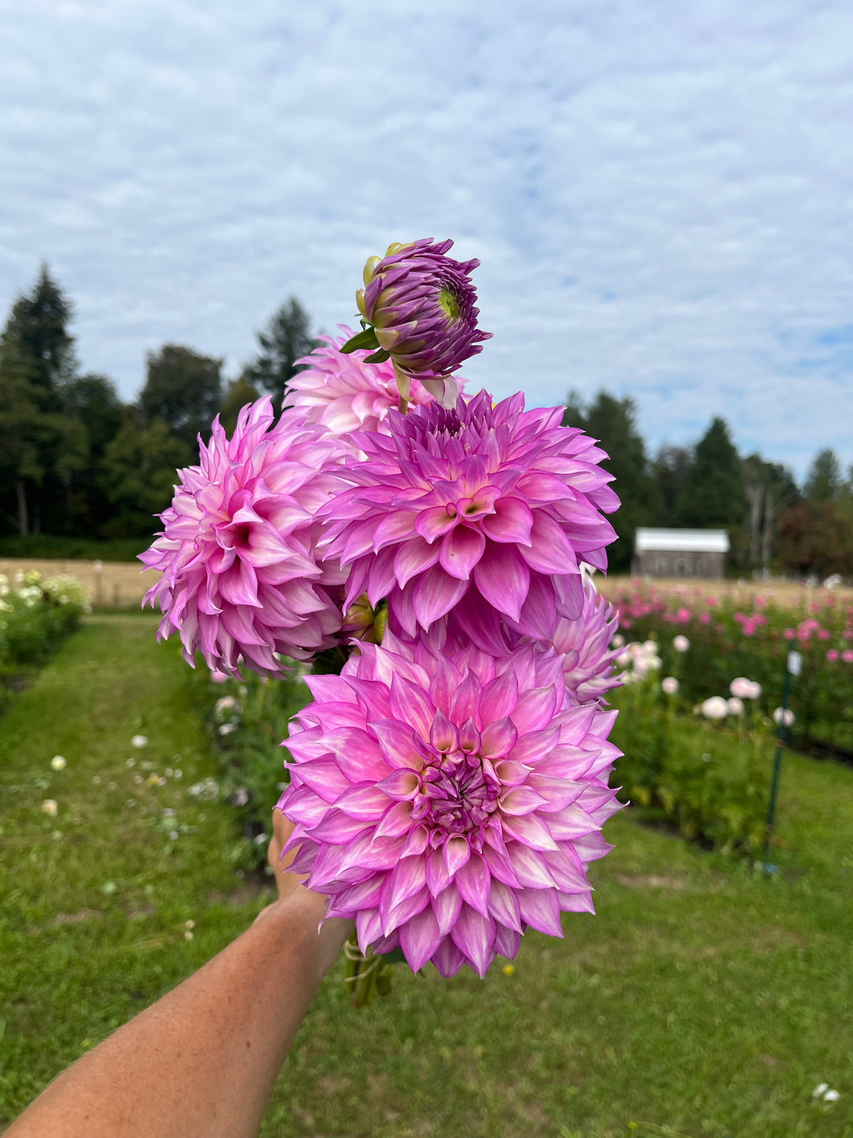 Clearview Debby dahlia tuber