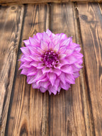 Clearview Debby dahlia flower, another view of the bloom