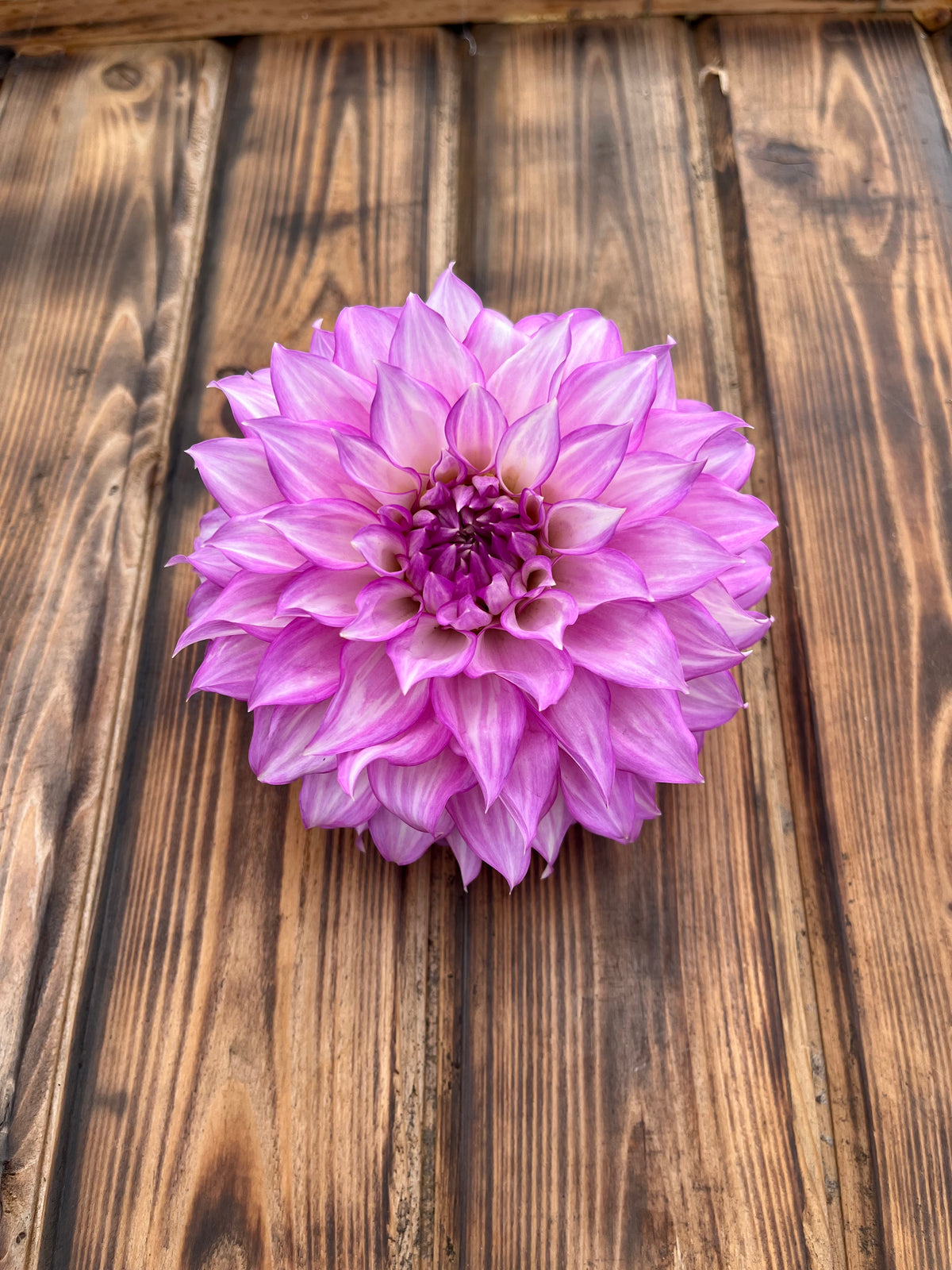 Clearview Debby dahlia flower, another view of the bloom