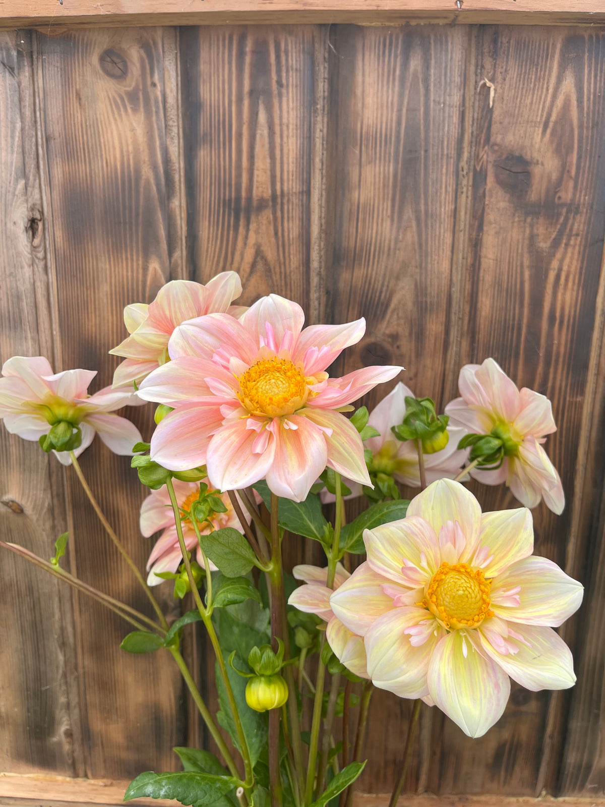 Apple Blossom dahlia bloom, alternate view
