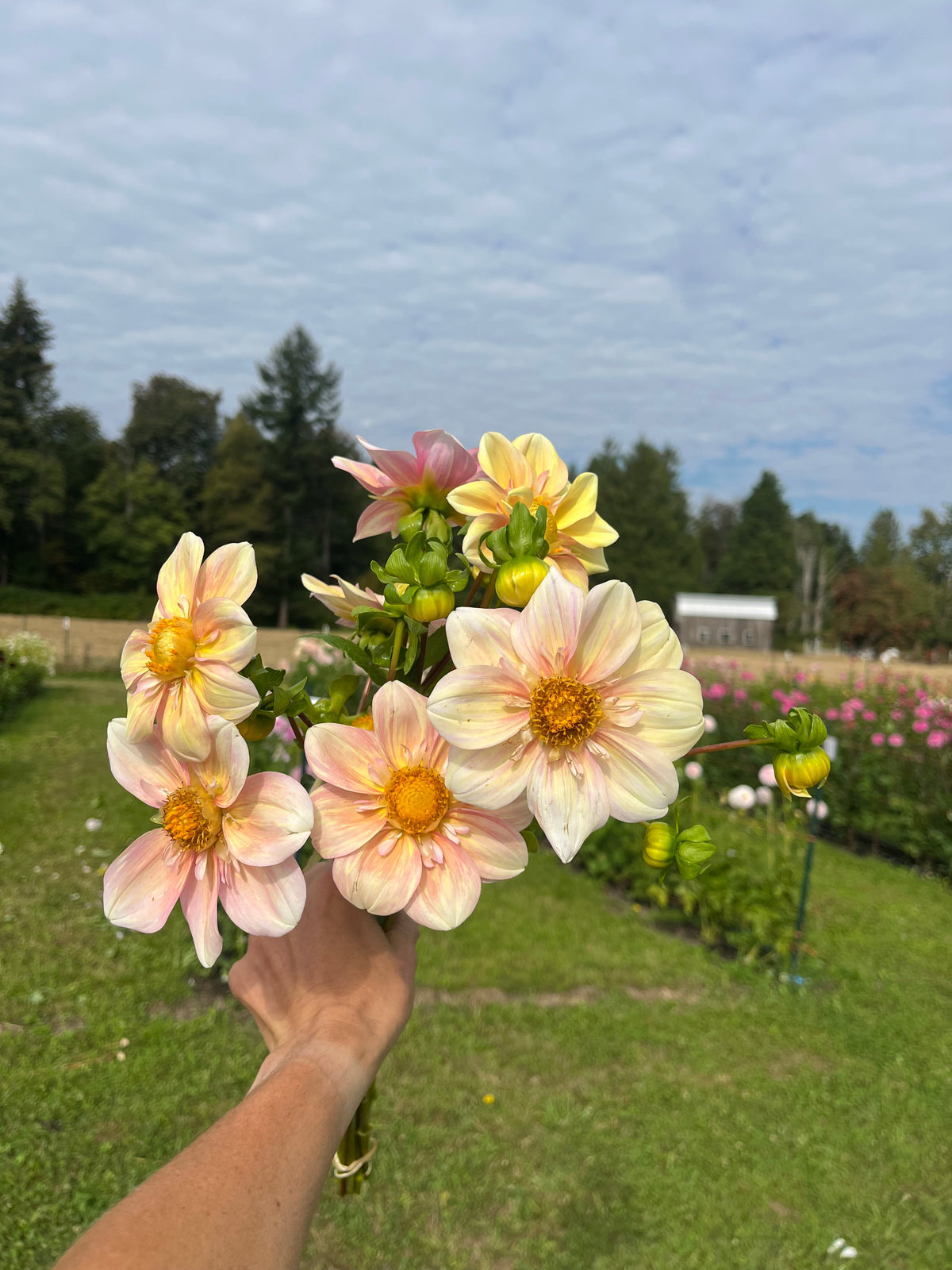 Apple Blossom dahlia tuber