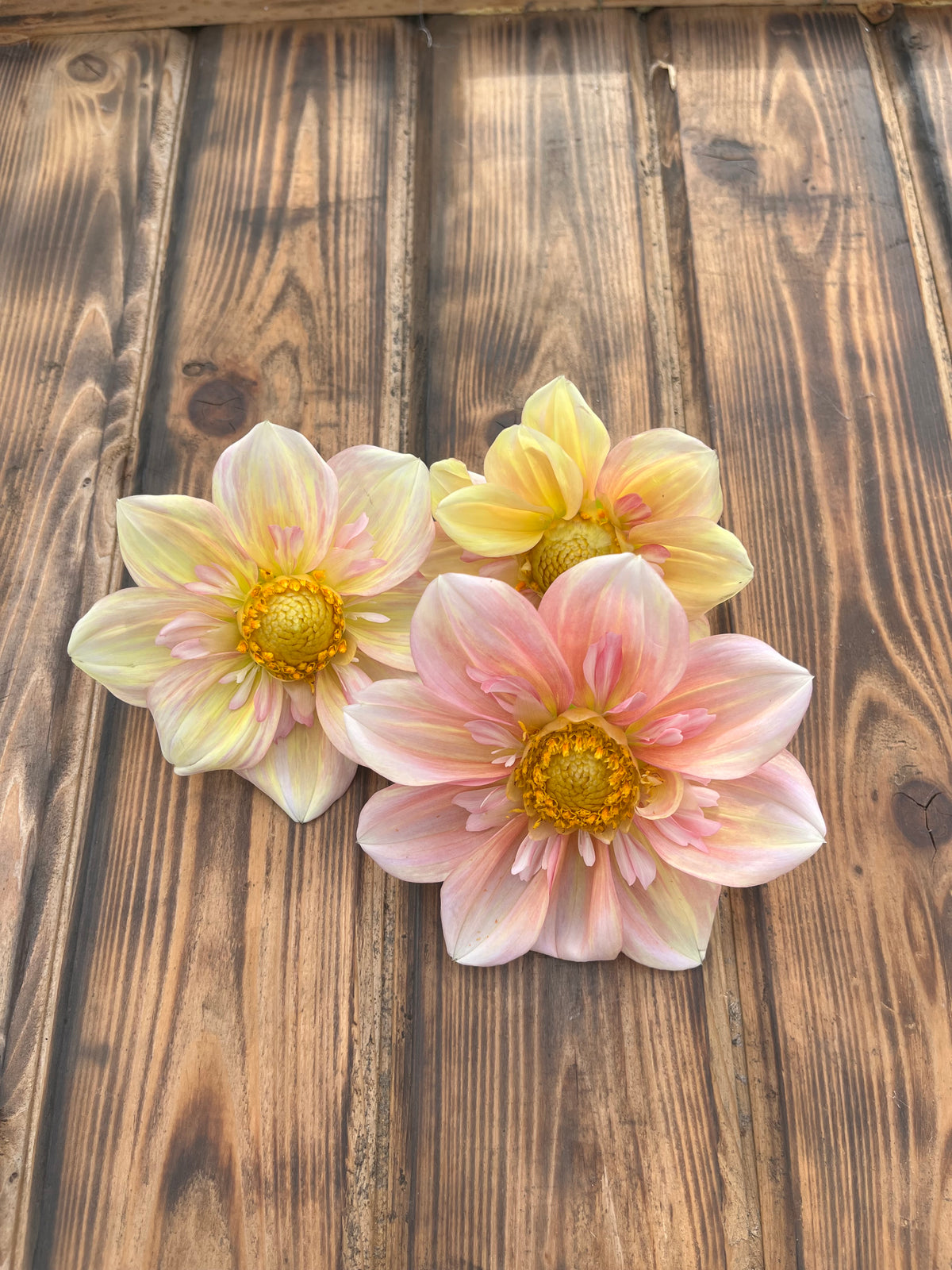 Apple Blossom dahlia flower, another view of the bloom