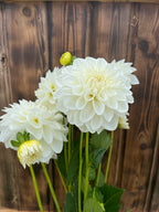 Mt Hood dahlia bloom, alternate view