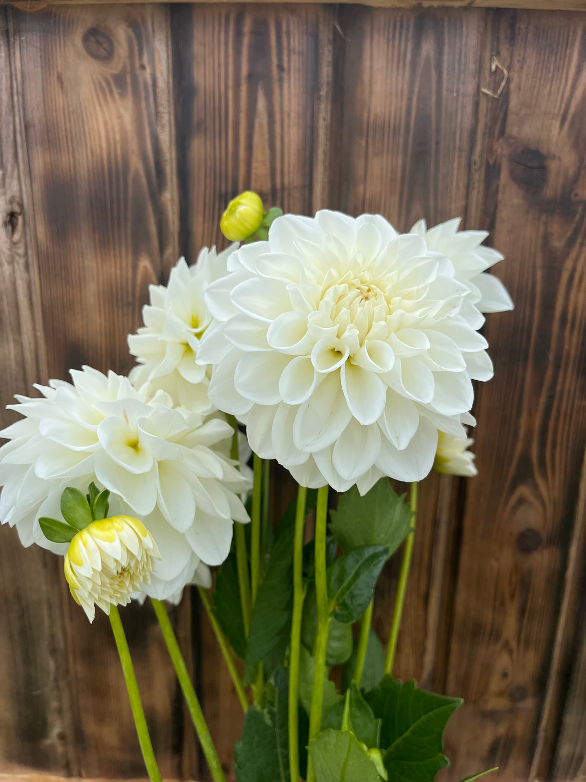 Mt Hood dahlia bloom, alternate view