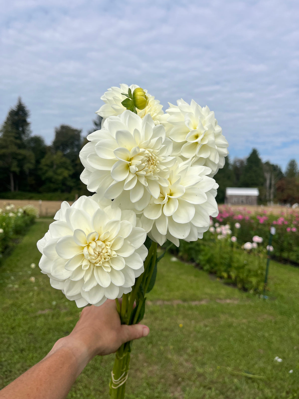 Mt Hood dahlia tuber