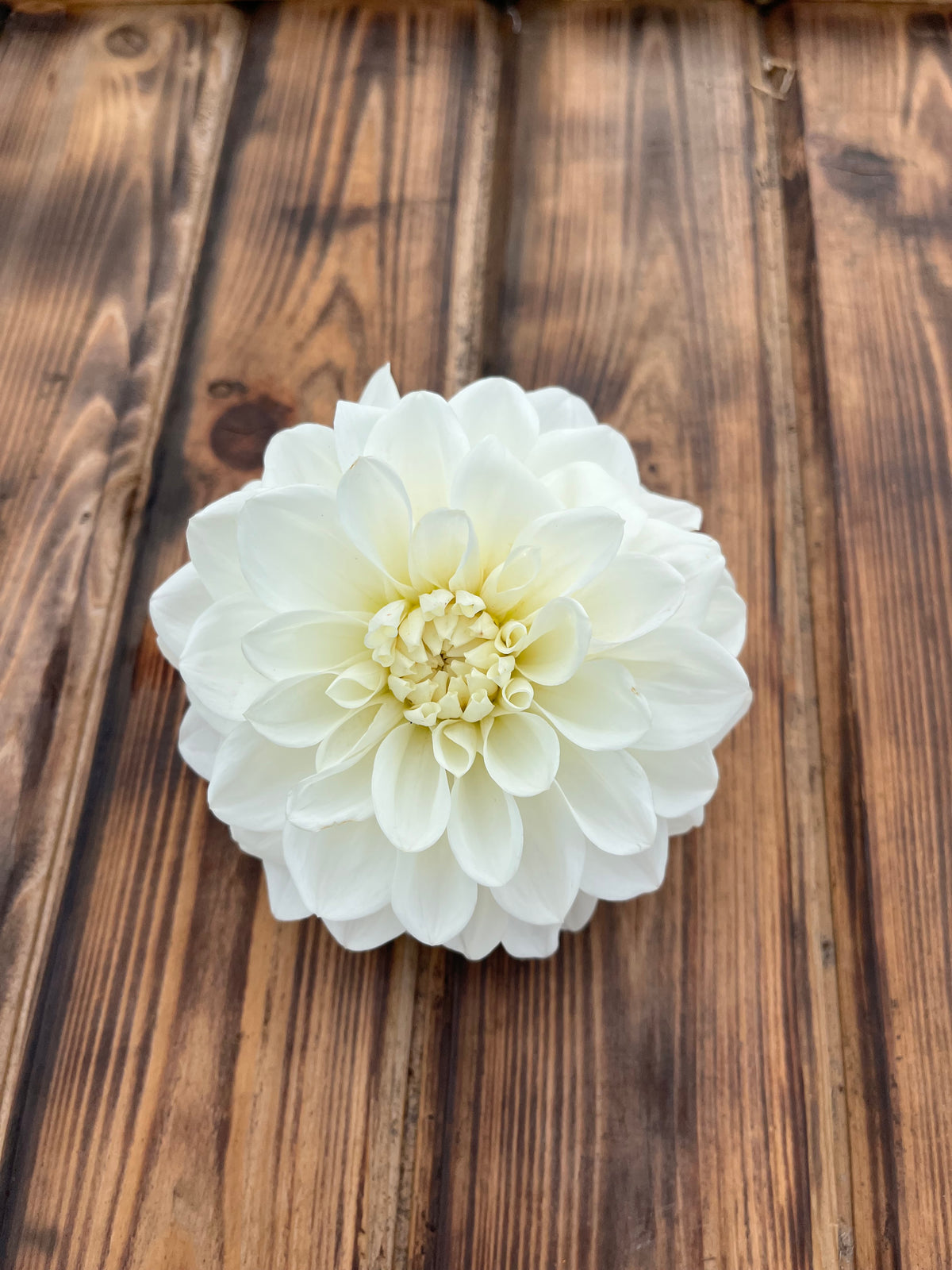 Mt Hood dahlia flower, another view of the bloom
