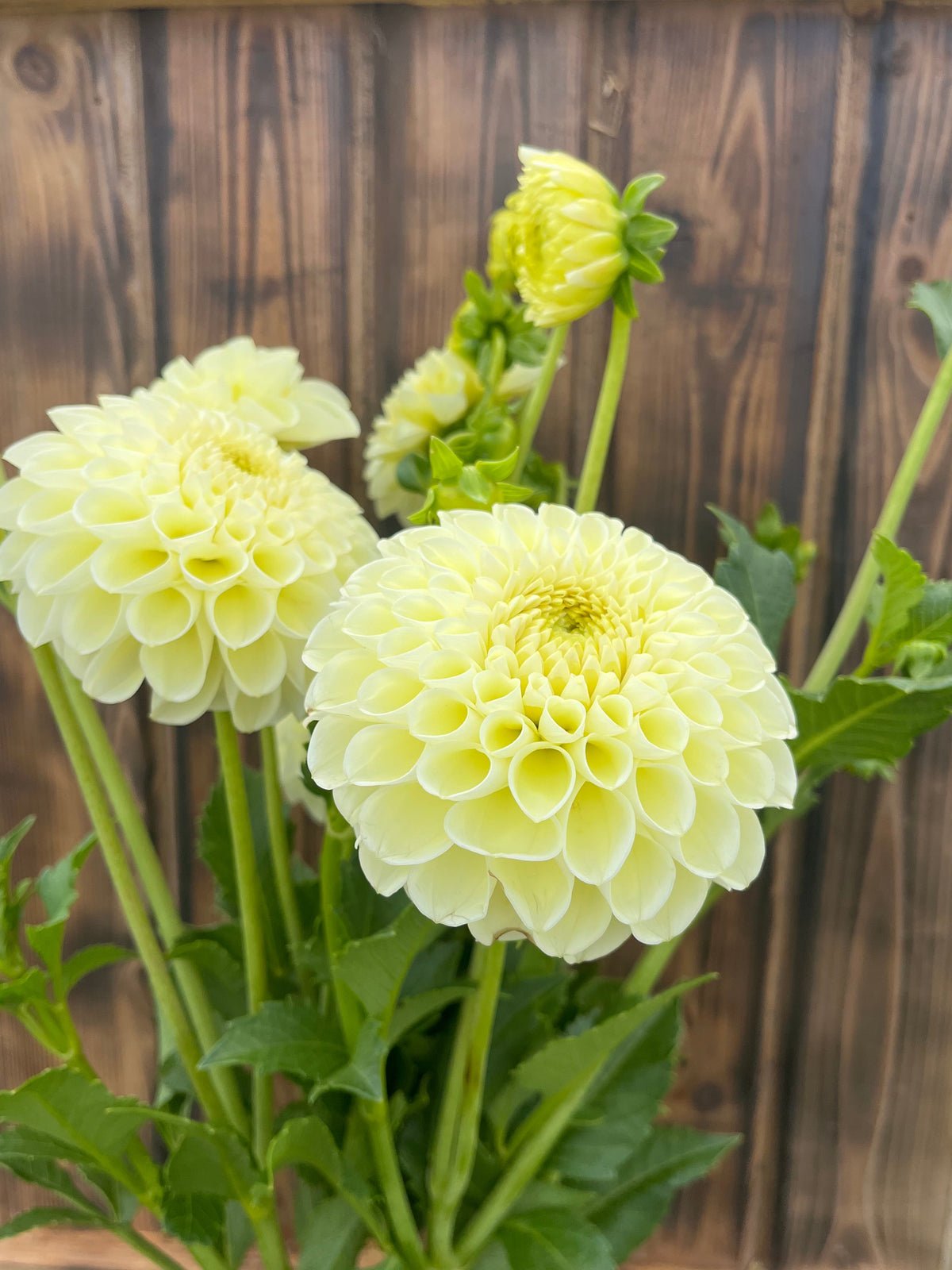MM Buttercream dahlia bloom, alternate view