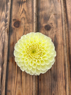 MM Buttercream dahlia flower, another view of the bloom