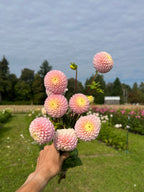 Irish D Porter dahlia tuber