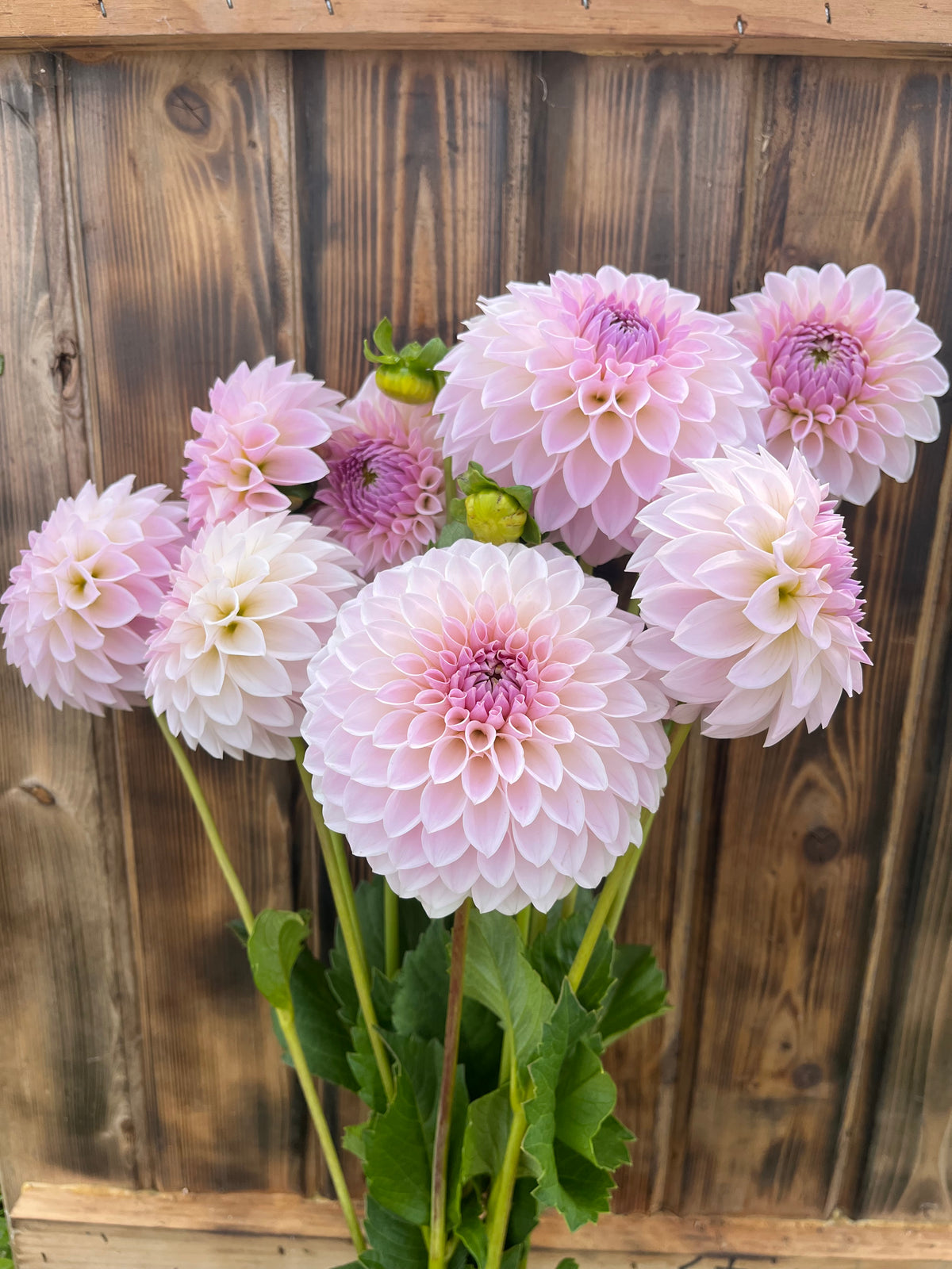 Bloomquist Tory P dahlia bloom, alternate view