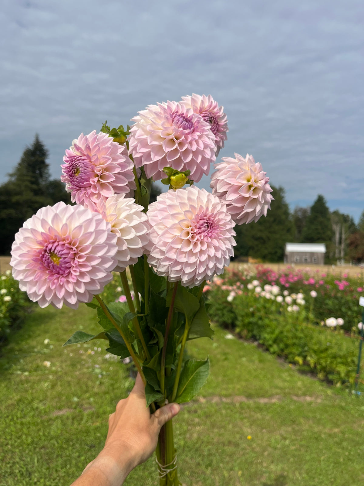 Bloomquist Tory P dahlia tuber